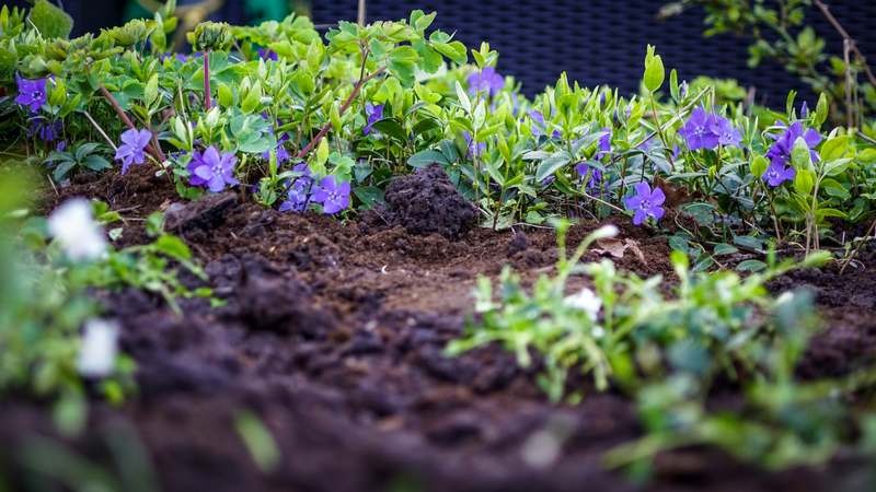 Hand scooping fine golden garden sand next to succulents and a rustic wooden planter